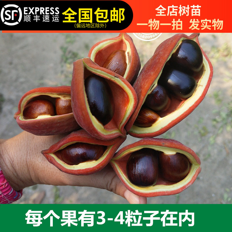 富贵子树苗凤眼果树苗苹婆果树苗频婆果树苗带土带叶淘宝15年老店