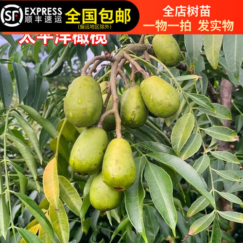 太平洋橄榄苗四季结果树苗榄果树苗地载盆栽果树东莞15年淘宝老店