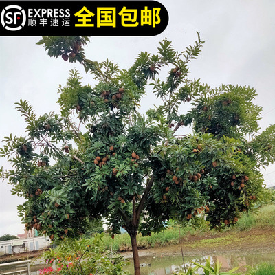 人参果苗人心果树苗越南软枝大果甜度高四季开结果15年淘宝老店