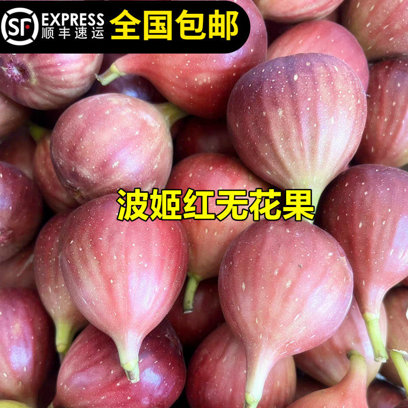 果树苗无花果苗波姬红新疆枣红果树纯甜大果当年结果15年淘宝老店
