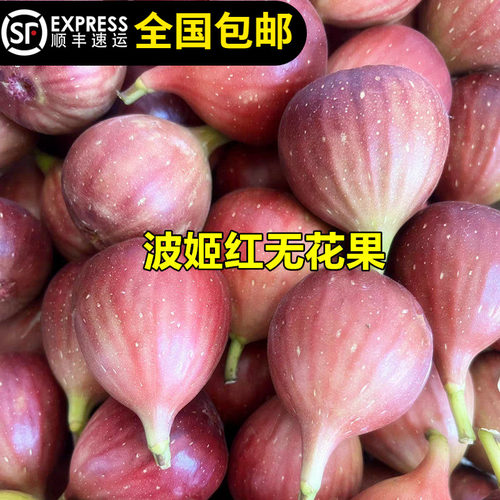 波姬红无花果苗纯甜大果当年结果
