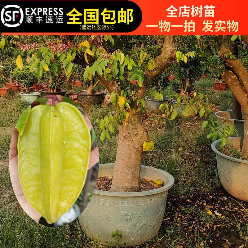 杨桃树苗新加坡甜杨桃水果树四季结果盆栽栽带土带叶东莞15年老店图片