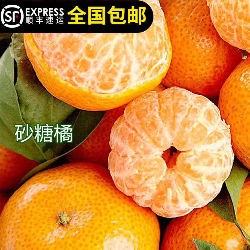 砂糖橘树苗甜桔沙糖桔苗无核清甜沃柑树苗东莞15年淘宝老店