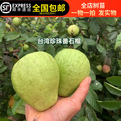 番石榴树果苗珍珠白心树苗南方种植盆栽地栽四季当年果树15年店