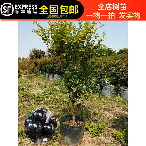 嘉宝果树苗台湾沙巴嘉宝果苗树葡萄果树苗带土带叶15年淘宝老店