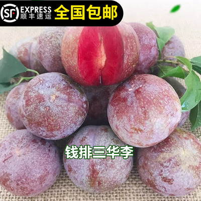 三华李苗信宜钱排银妃三华李子红心李南华李早熟李果树苗15年老店