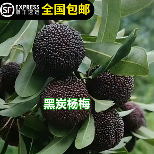 杨梅树苗东魁正宗嫁接黑炭杨梅苗盆栽南方地栽果苗东莞15年老店