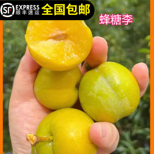 蜂糖李子树苗正宗贵州六马李新品种水果树果苗盆栽地淘宝15年老店