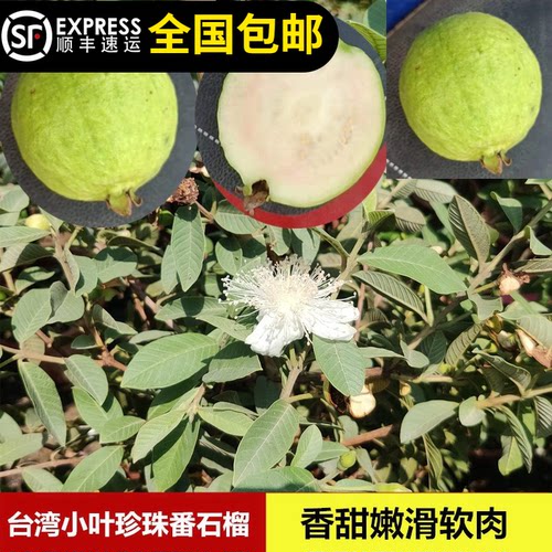 软糯香甜番石榴台湾小叶珍珠番石榴四季结果15年淘宝老店
