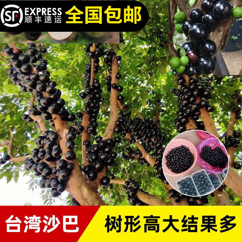 嘉宝果台湾沙巴嘉宝果树葡萄树苗8年树南北方种植15年淘宝老店