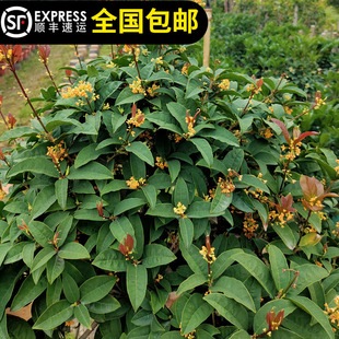 天香台阁黄金桂花每年开花期200天花味香浓黄色花15年淘宝老店