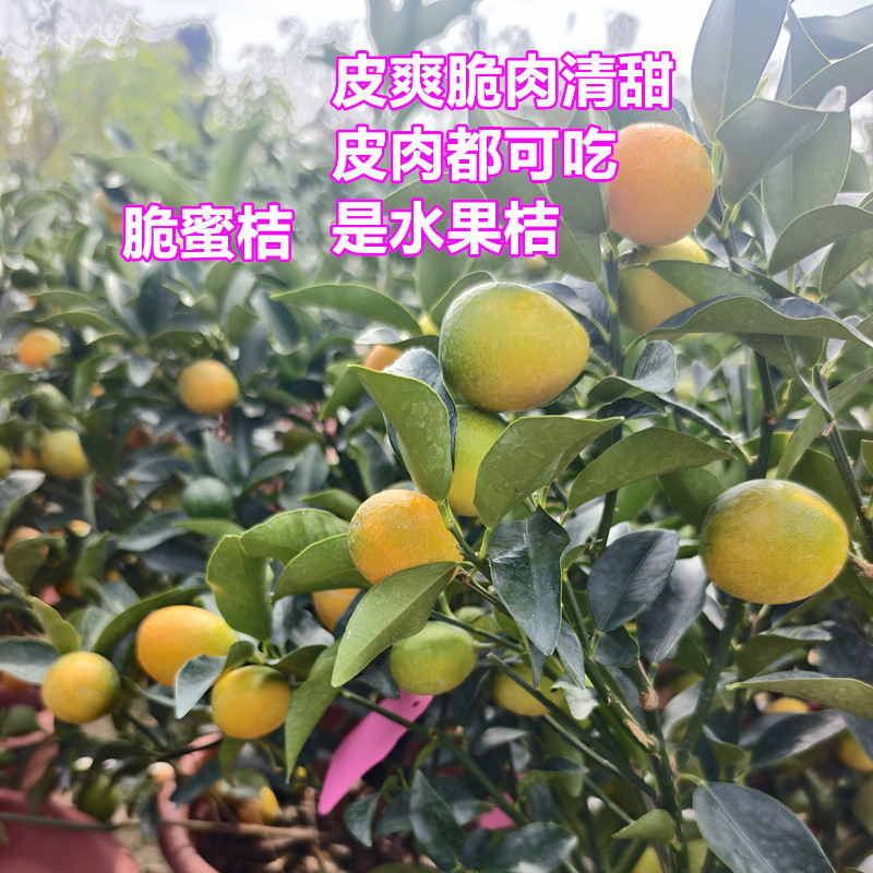 脆皮桔苗脆蜜桔第三代甜金桔水果桔正宗新会陈皮柑橘桔15年老店,鲜花速递/花卉仿真/绿植园艺,果树,淘宝优惠券,粉丝福利购,淘宝优惠卷