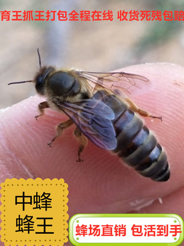 中蜂处王产王土蜂王本地王