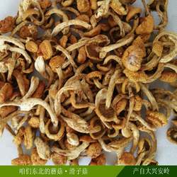 新货 东北大兴安岭特产 滑子蘑滑子菇干货小黄蘑菇 2件包邮