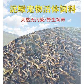 泥鳅鲜活东北小泥鳅苗饵料钓鱼翘嘴乌龟鳄龟龙鱼虎鱼鲜活的鱼饲料