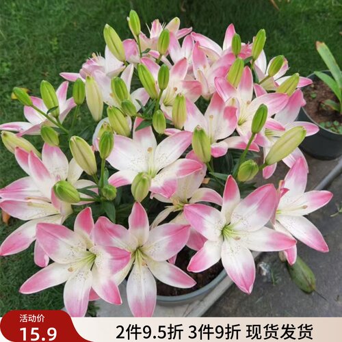 乔乔花屋 百合花种球亚洲系列矮化小蜜月萌萌哒浅粉色 3粒装现货