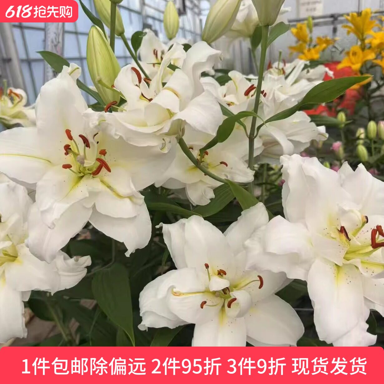 乔乔花屋 荷兰进口香水百合花种球暴风雪白色黄心重瓣 3粒装现货
