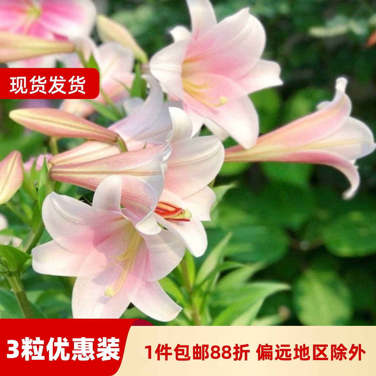 乔乔花屋荷兰进口百合花种球LO/铁炮系列喇叭花多个品种3粒装现货