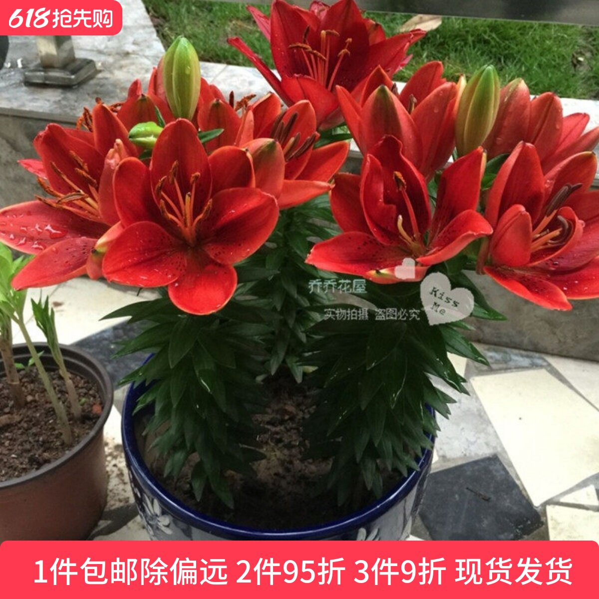 乔乔花屋 荷兰进口百合花种球亚洲/LA系列矮化盆栽品种 3粒装现货
