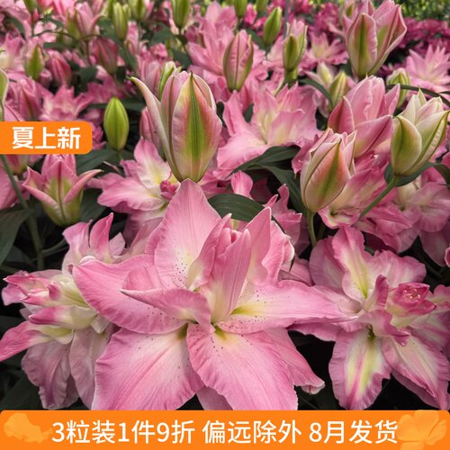 百合花阳台多年生春天