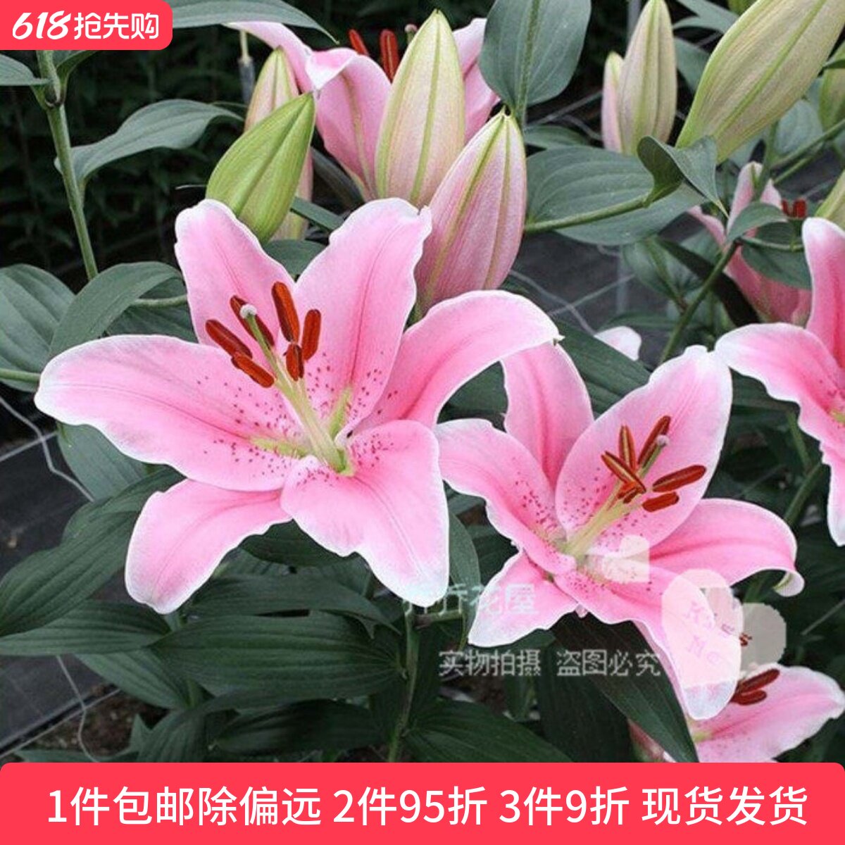 乔乔花屋 荷兰进口香水百合花种球O系列索邦粉色 3粒装现货