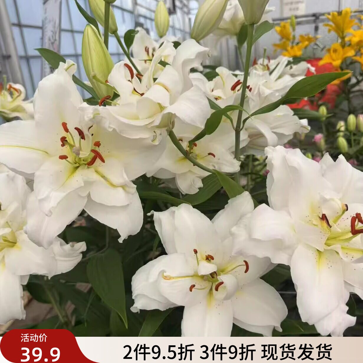乔乔花屋 荷兰进口香水百合花种球暴风OT系列重瓣耐热 3粒装现货