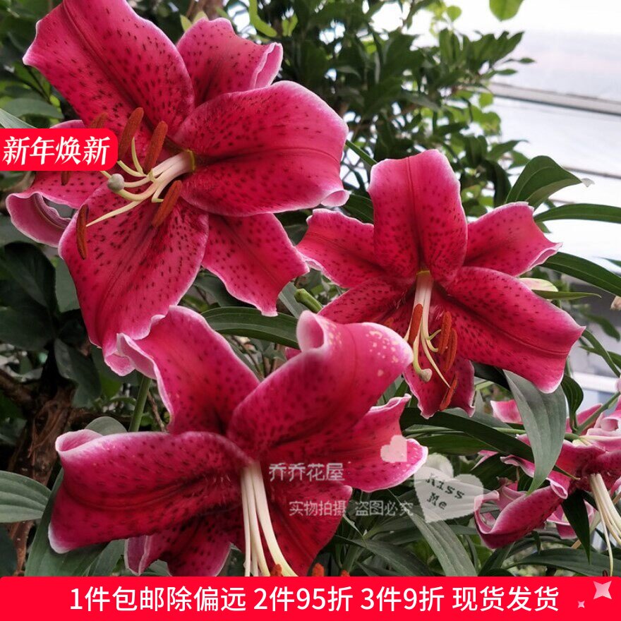 乔乔花屋 荷兰进口香水百合花种球O系列经典款黑美人 3粒装现货