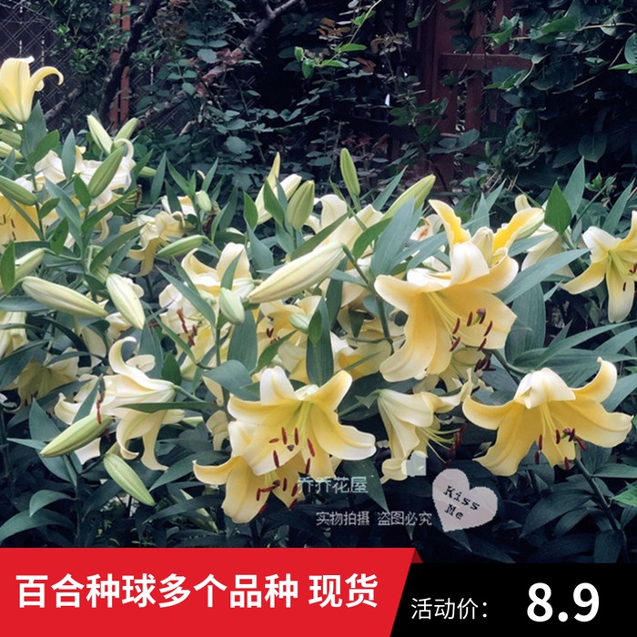 Ot百合 图片 价格 多少钱 什么值得买 Ot百合 图片 价格 多少钱 什么值得买