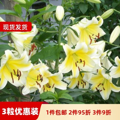 乔乔花屋 荷兰进口香水百合花种球OT系列耐热木门黄色 3粒装现货