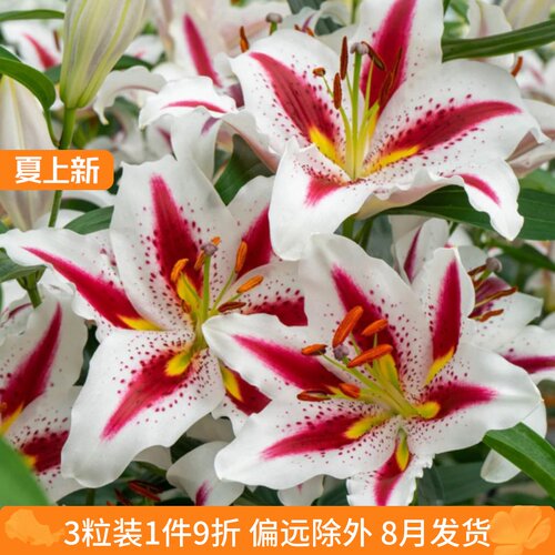 乔乔花屋荷兰进口百合花种球东方系列香水单瓣多个品种3粒装8月发