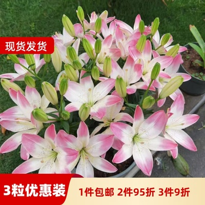 乔乔花屋 荷兰进口百合花种球矮化无香小蜜月粉白渐变 3粒现货