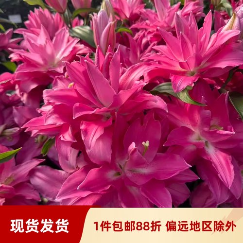 乔乔花屋 百合花种球东方重瓣香水多个品种系列 1粒装现货