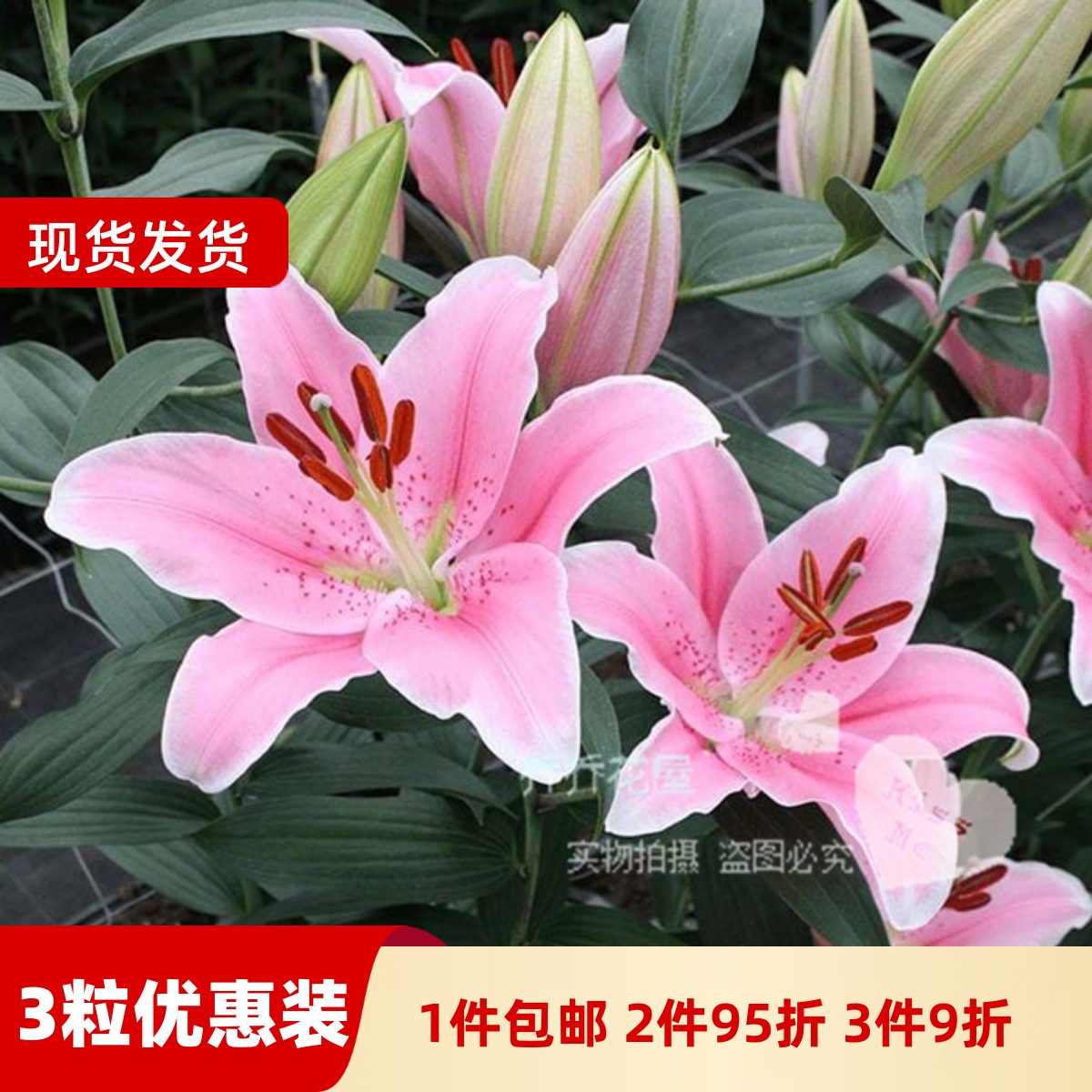 乔乔花屋 荷兰进口香水百合花种球O系列索邦粉色 3粒装现货