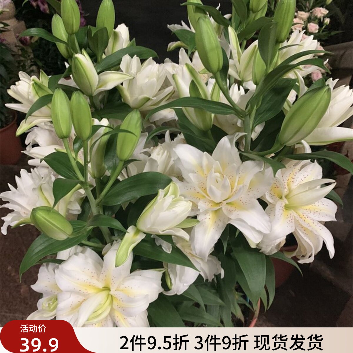 乔乔花屋 荷兰进口香水百合花种球西塔重瓣矮化 3粒装现货