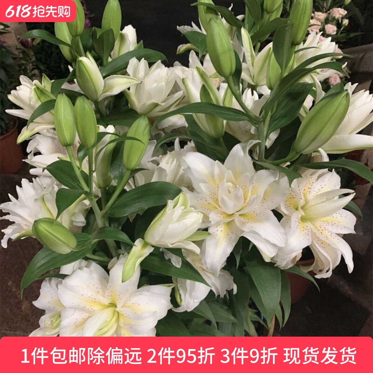 乔乔花屋 荷兰进口香水百合花种球西塔重瓣矮化 3粒装现货