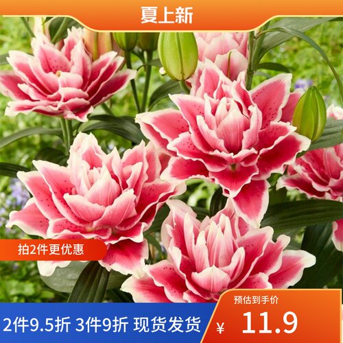 乔乔花屋 百合花种球重瓣香水多个品种系列经典款新款 3粒装现货