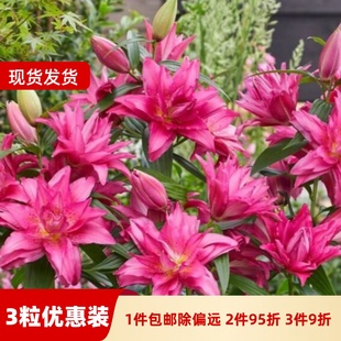 3粒装 乔乔花屋 新款 款 现货 百合花种球重瓣香水多个品种系列经典