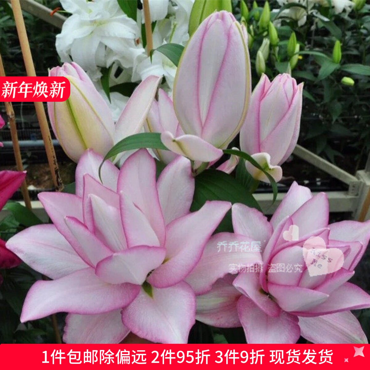 乔乔花屋 荷兰进口香水百合种球奥斯卡重瓣白色粉边 3粒装现货