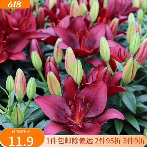 乔乔花屋 百合花种球LA/LO系列无香单瓣重瓣多个品种 3粒装现货