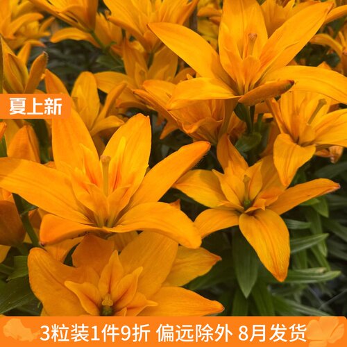 乔乔花屋 荷兰进口百合花种球LA重瓣系列无香多个品种 3粒装8月发