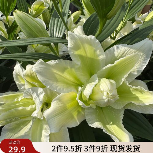 乔乔花屋荷兰进口百合花种球香水重瓣系列多个品种大球3粒装现货