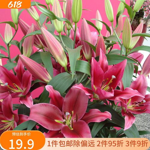 百合种球庭院大球四季百合花