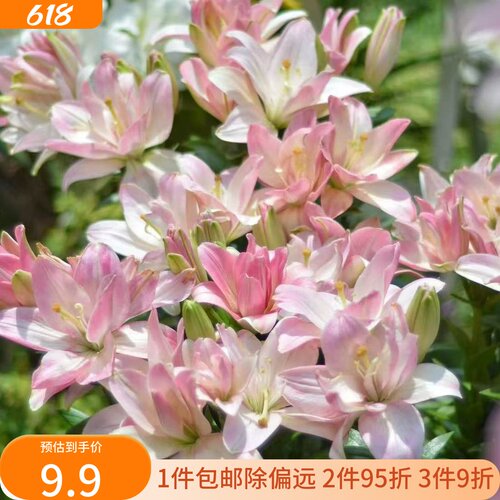 乔乔花屋 荷兰进口百合花种球亚洲/LA系列矮化盆栽品种 3粒装现货