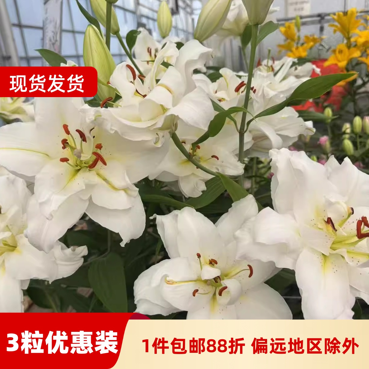 乔乔花屋 荷兰进口香水百合花种球暴风雪白色黄心重瓣 3粒装现货