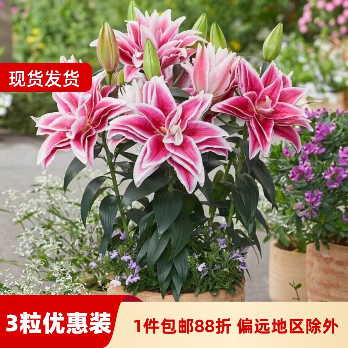 乔乔花屋 荷兰进口百合花种球香水重瓣系列新款 3粒装现货