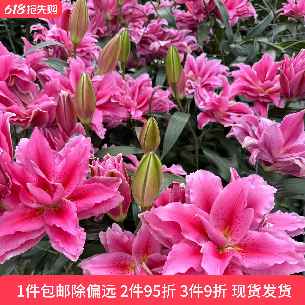 乔乔花屋 荷兰进口香水百合花种球伊迪莎淡粉色重瓣 3粒装现货