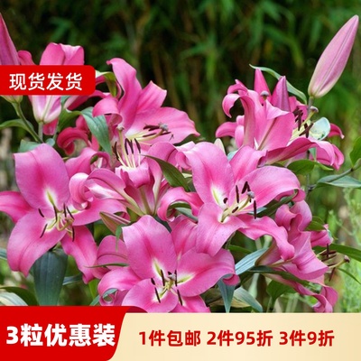 百合种球庭院大球四季百合花