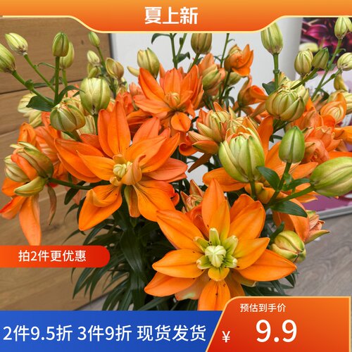 乔乔花屋 荷兰进口百合花种球LA重瓣系列无香绿巨人 3粒装现货