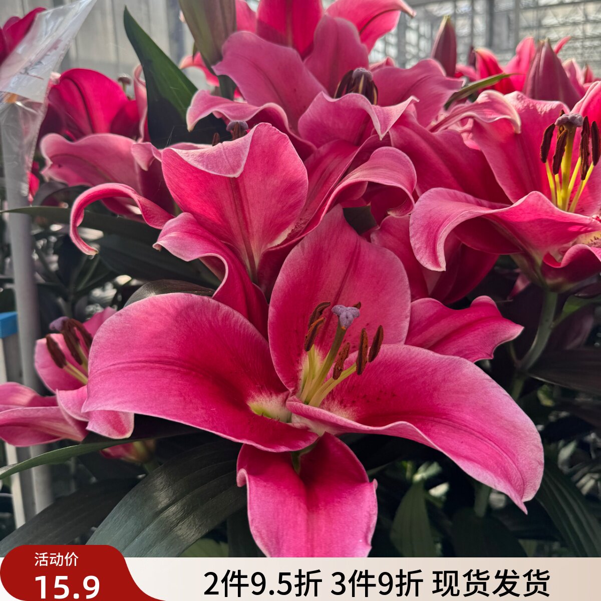 百合种球庭院大球四季百合花图片