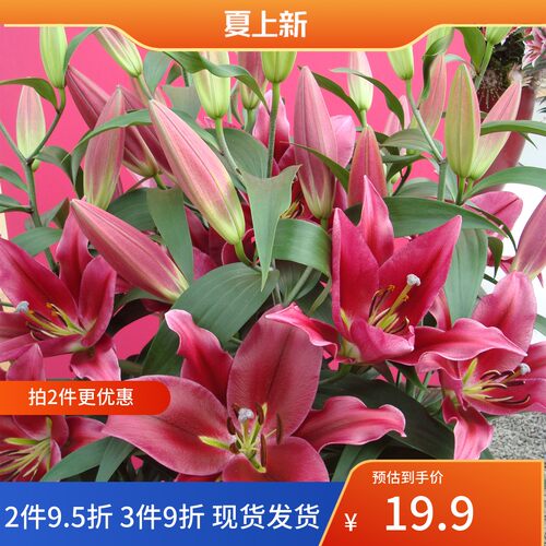 百合种球庭院大球四季百合花